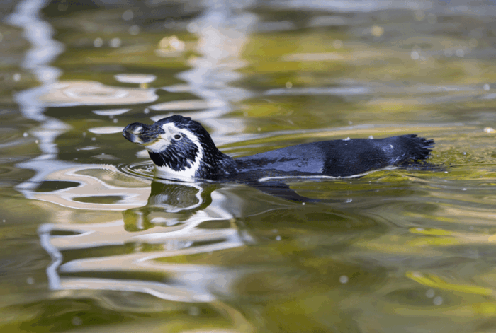 1-day ticket for Schwerin Zoo - Additional Experiences Nearby