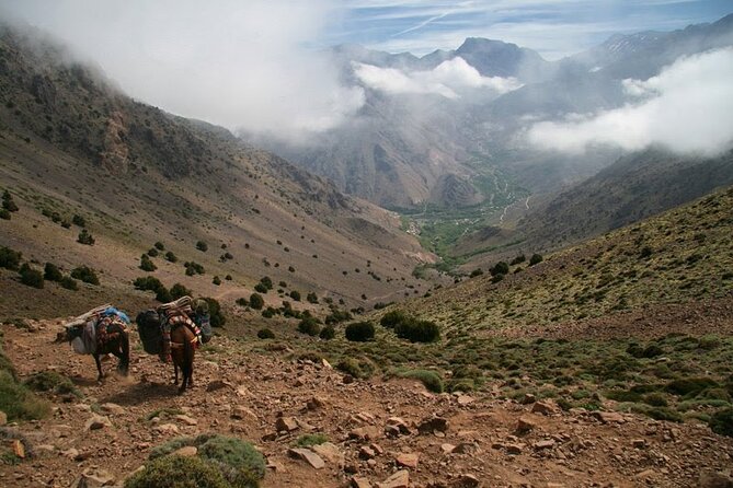 1-Day Tour From Marrakech to Imlil in Atlas Mountains - Traveler Reviews