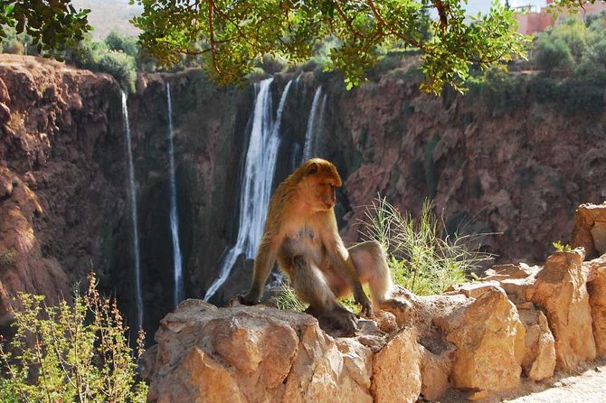 1 Day Tour From Marrakech to Ouzoud Waterfalls Small-Group - Miscellaneous