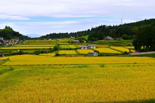 1-Day Tour From Nagoya: Hiking the Historic Nakasendo Trail - Trail Features