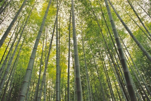 1-Day Tour From Nagoya: Hiking the Historic Nakasendo Trail - Local Cuisine and Crafts