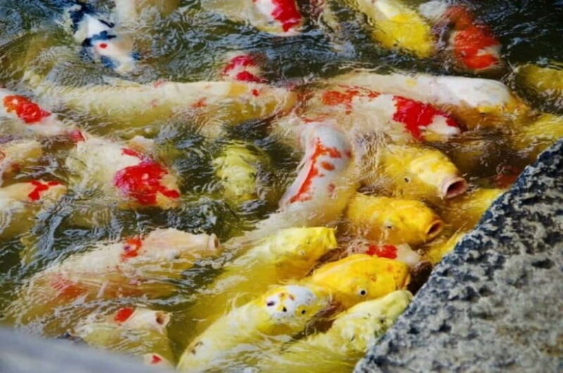 1-Day Tour from Okayama: Kurashiki, Gardens & Okayama Castle - FAQs