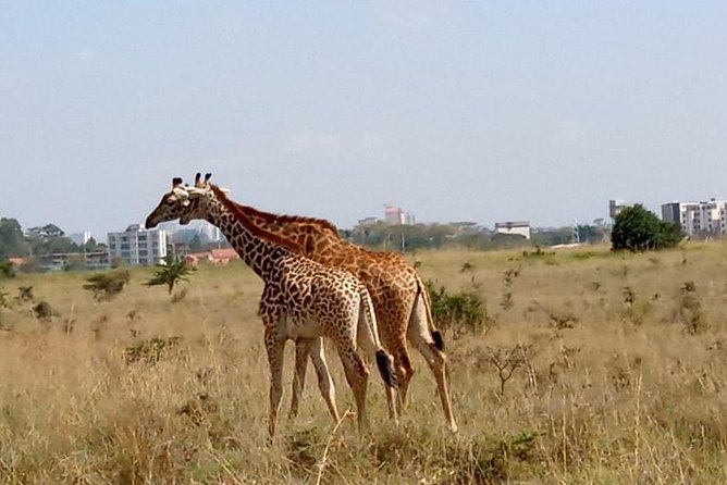 1 Day Tour Nairobi National Park,Giraffe Center&Karen Blixen - Booking Information