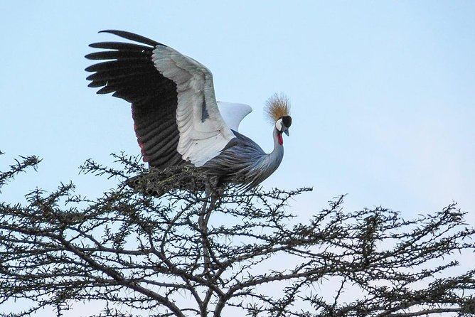 1 Day Tour Nairobi National Park,Giraffe Center&Karen Blixen - Accessibility and Dress Code