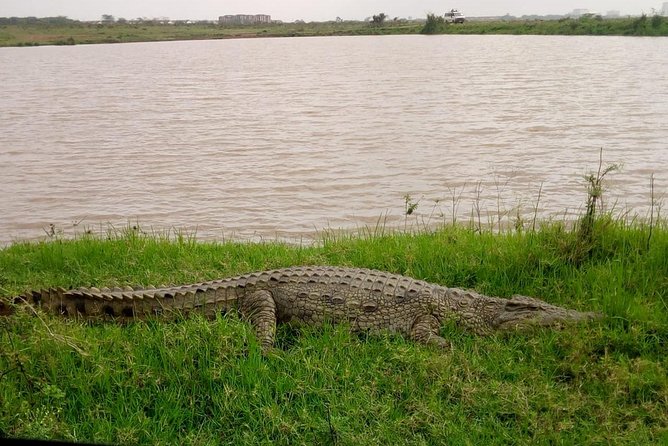 1 Day Tour Nairobi National Park,Giraffe Center&Karen Blixen - Customer Reviews