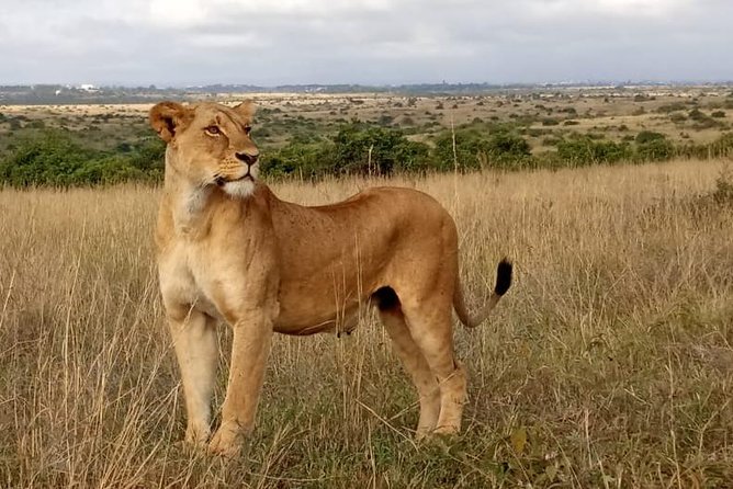 1 Day Tour Nairobi National Park,Giraffe Center&Karen Blixen - Frequently Asked Questions