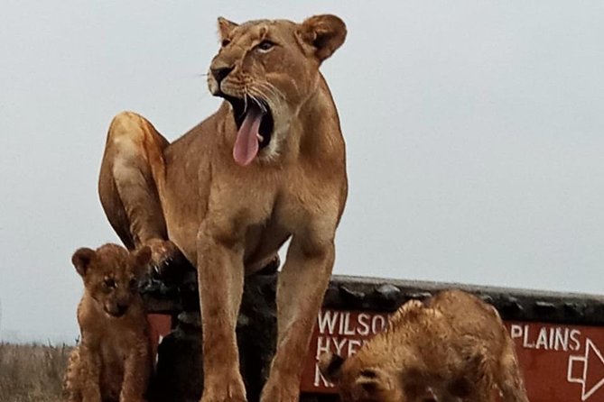 1 Day Tour Nairobi National Park,Giraffe Center&Karen Blixen - The Sum Up