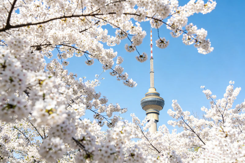 1-Day Tour of Beijing Summer Palace + Jingshan Park + Beihai Park + Yuyuantan Park - Yuyuantan Park: the cherry blossom centerpiece