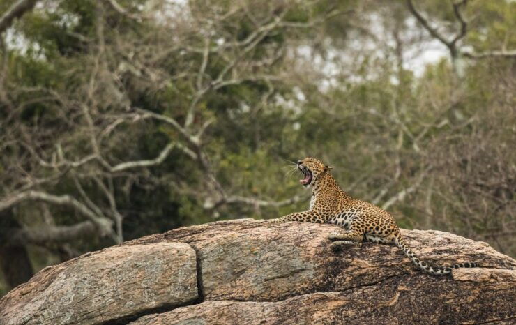 1-Day Tour of Both Yala and Udawalawe National Parks - Activity Details
