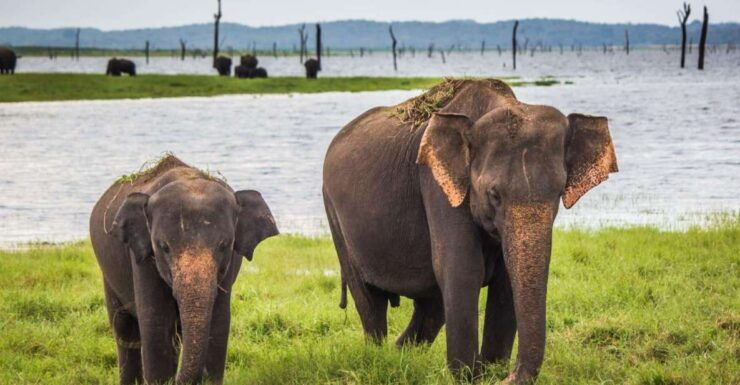 1-Day Tour of Both Yala and Udawalawe National Parks - Yala National Park Highlights