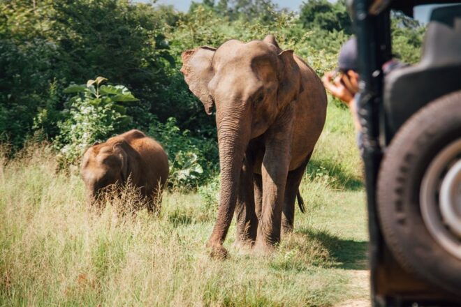 1-Day Tour of Both Yala and Udawalawe National Parks - Udawalawe National Park Highlights