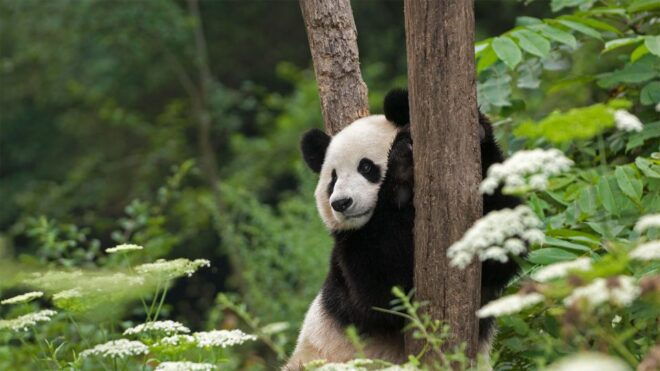 1-day Tour of Chengdu Panda Centre and Sanxingdui Site - Highlights