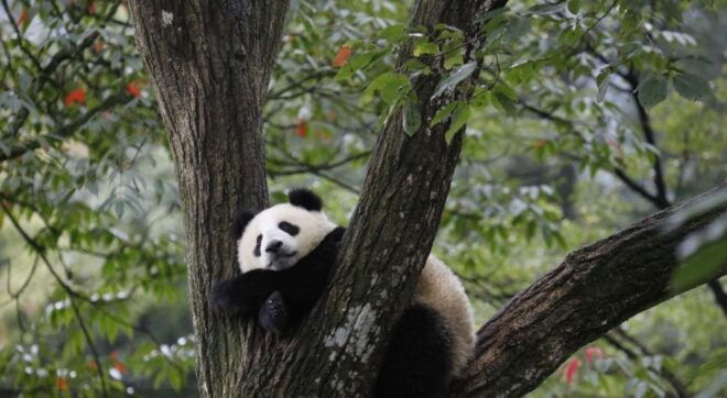 1-day Tour of Chengdu Panda Centre and Sanxingdui Site - Experience