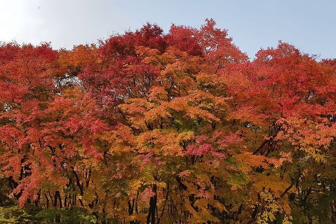 1 Day Tour on Hwadam Botanic Garden and Namhansanseong Fortress - The Sum Up