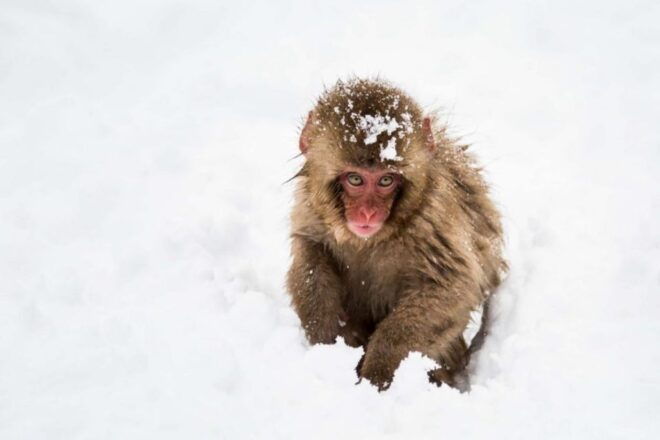 1 Day Tour: Snow Monkeys & Snow Fun in Shiga Kogen - Snow Activities at Shiga Kogen