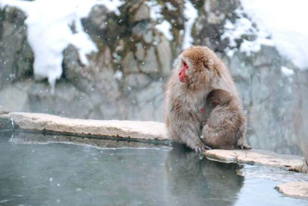 1 Day Tour: Snow Monkeys & Snow Fun in Shiga Kogen - Important Tour Information