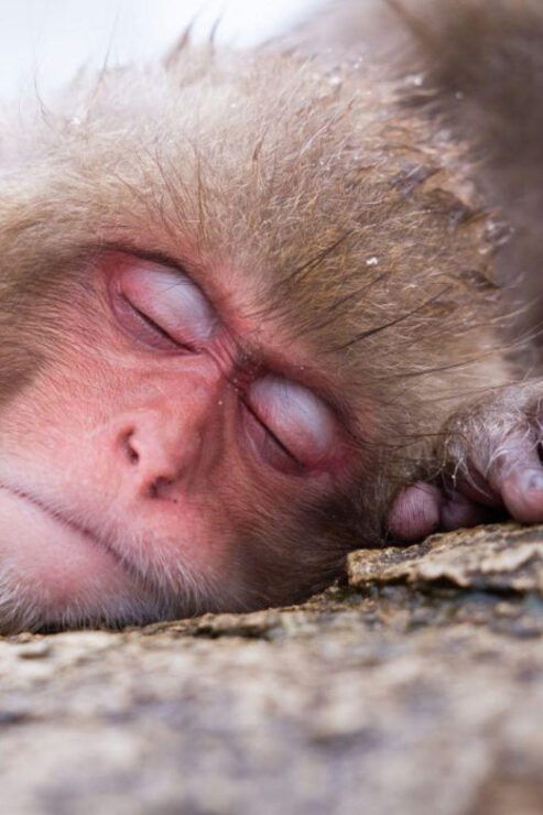 1-Day Tour: Snow Monkeys & Zenko-ji Tomyo Lantern Festival - Good To Know