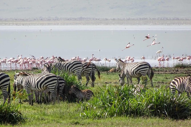 1-Day Tour to Ngorongoro Crater - Itinerary Overview
