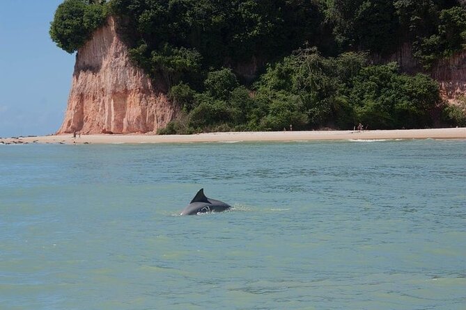 1-Day Tour to Pipa Beach in Rio Grande Do Norte - Departing From Natal, Rio Grande Do Norte - Tour Highlights