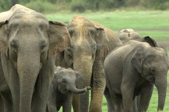 1 Day Tour to Yala National Park or Udawalawe National Park - Pricing Information