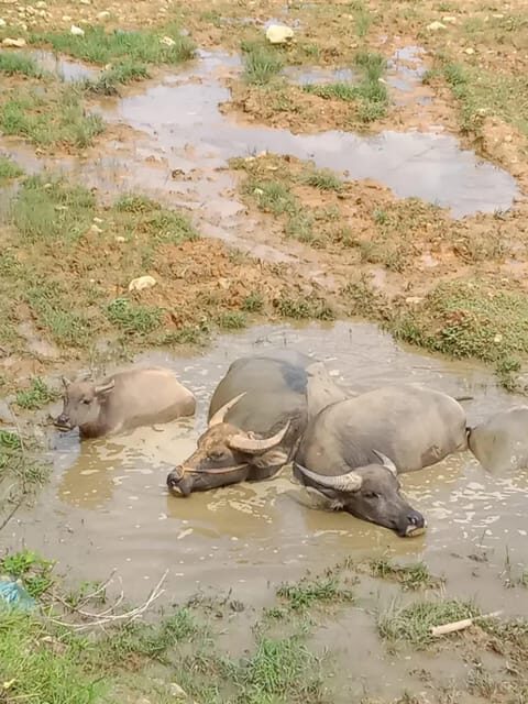1 DAY Trek the Most Beautiful Villages of Sapa & Local Guide - Exploring the 1-Day Trek of Sapa’s Most Beautiful Villages