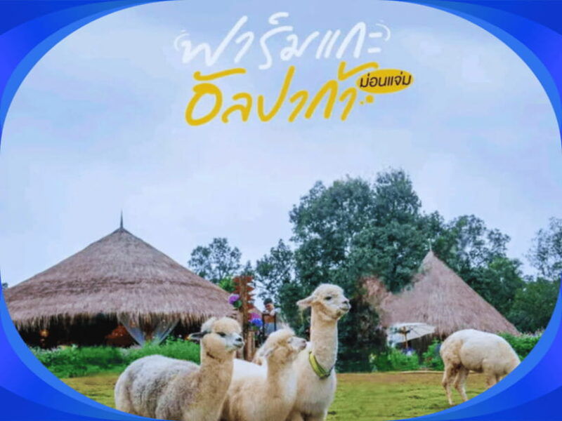 1-Day Trip: Chiang Mai to Mon Jam Adventure. - Good To Know