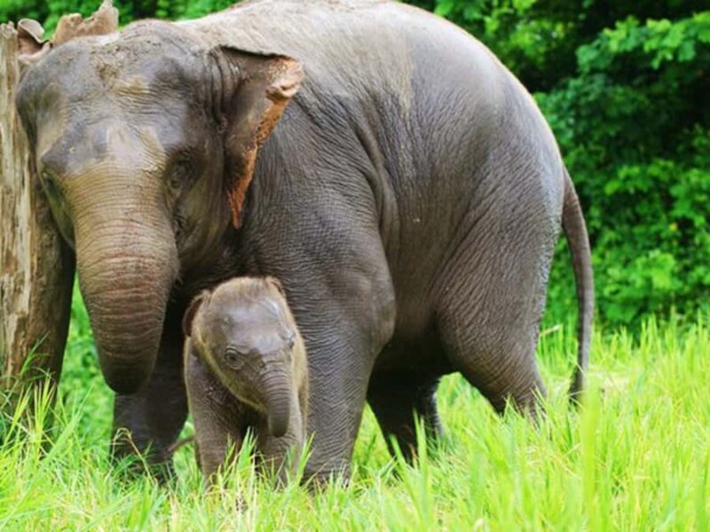 1-Day Trip: Private Van Rental with Driver for Lampang Tour - FAQ