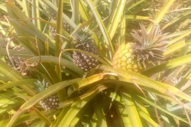 1 Day Trip to Coffee and Pineapple Farms Around Nairobi. - Good To Know