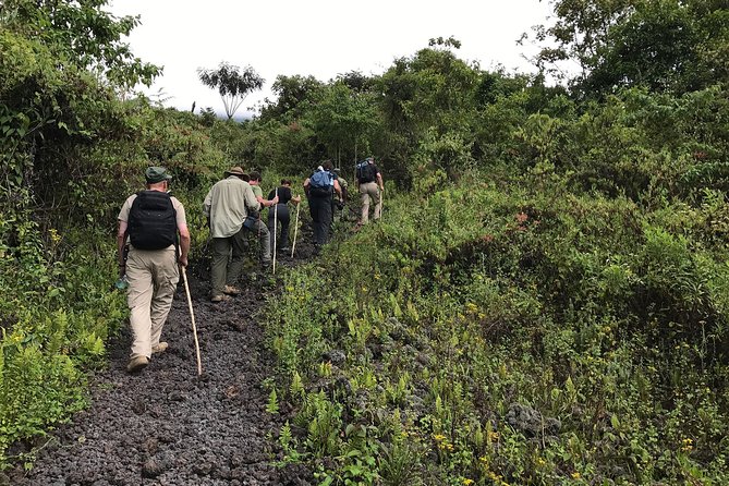 1 Day Trip to Mountain BISOKE Hiking - Pricing and Booking Options