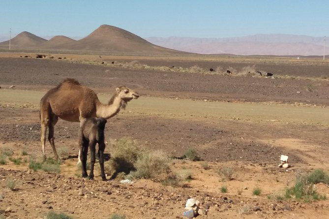 1 Day Trip to the Sahara Desert - Meeting and Pickup Options
