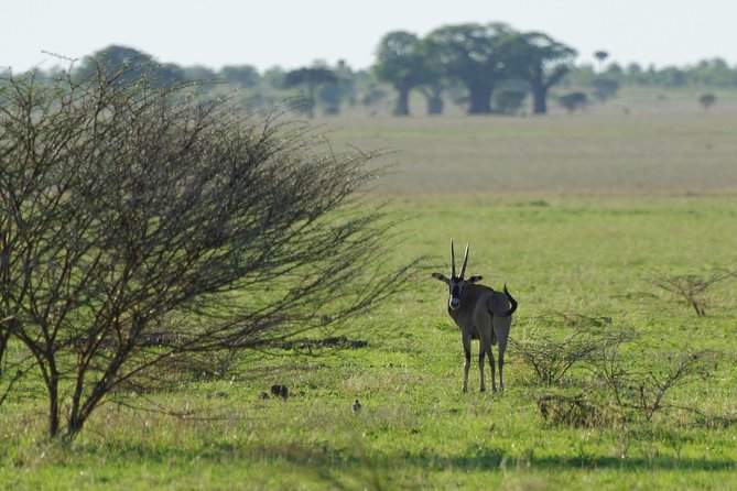 1 Day: Unforgettable Tarangire - Frequently Asked Questions