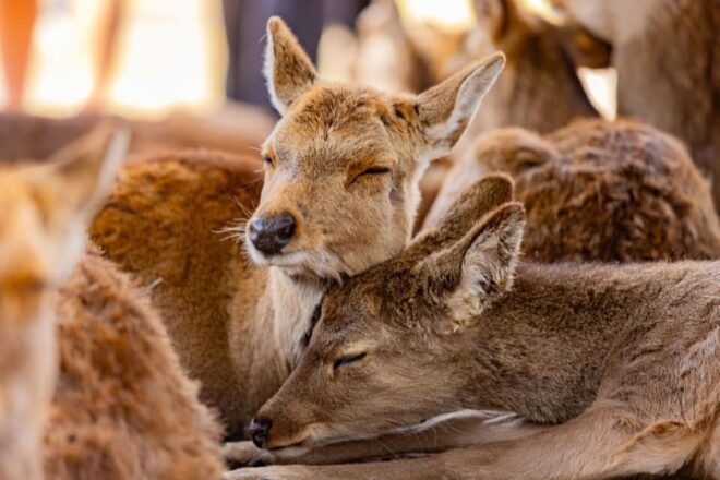 1-Day Walking Tour in Nara: Palace, Deer and Inkstick - Included Services