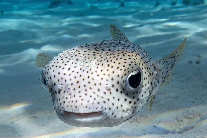 1 DIve in the Afternoon for Certified DIvers in Bora Bora - Accessibility and Health Considerations