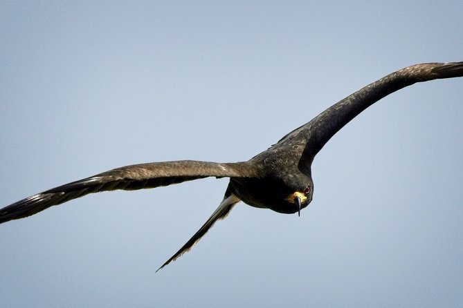 1-Hour Air Boat Ride and Nature Walk With Naturalist in Everglades National Park - The Sum Up