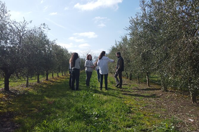 1 Hour and 30 Minutes Visit to the Oil Mill and Tasting in La Rioja - Cancellation Policy