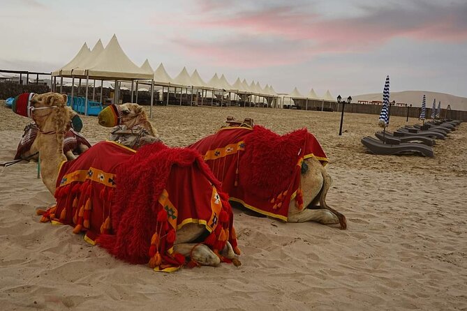 1 Hour Camel Ride Experience in Sealine Beach - Duration and Location