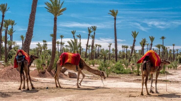 1 Hour Camel Riding in the Palm Grove - Inclusions and Amenities