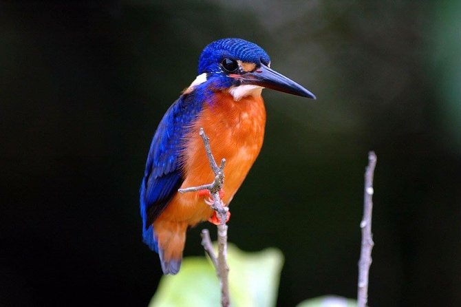 1-Hour Daintree River Wildlife Cruise - Booking and Logistics