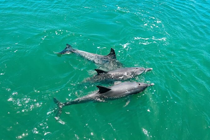 1 Hour Deluxe Scenic Dolphin Cruise - Whats Included in the Dolphin Cruise Package