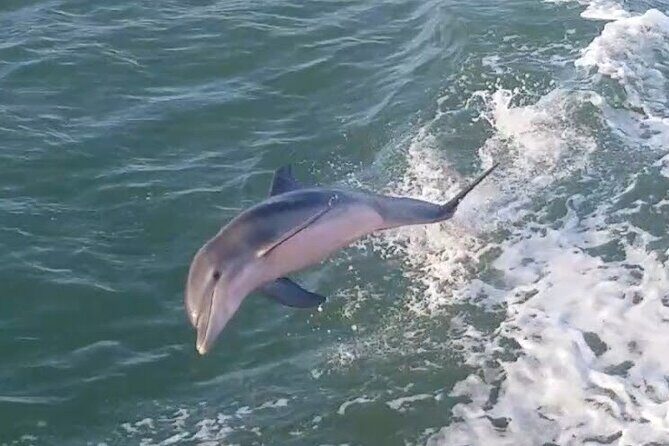 1 Hour Dolphin Dash - Good To Know