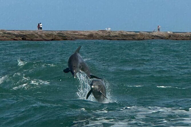 1 Hour Dolphin Dash - The Experience Breakdown: What to Expect