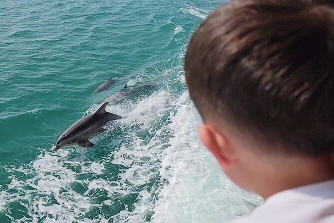 1 Hour Dolphin Dash - Who Would Love This Tour?