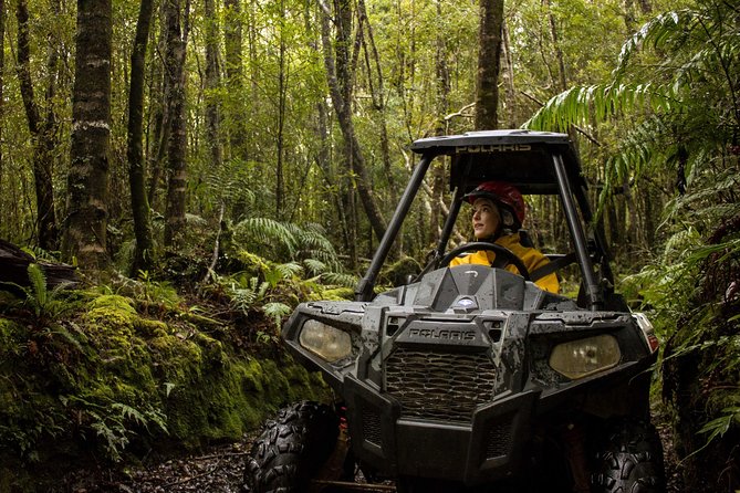 1 Hour Enchanted Forest Track - BUGGIES - Tour Details