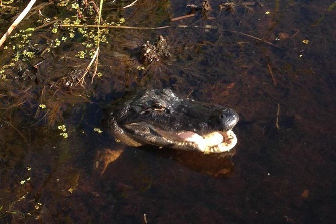 1-Hour Evening Airboat Ride - Memorable Experiences