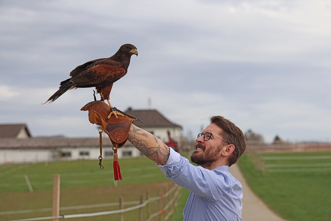 1 Hour Falconry/Hawk Experience in Basel Region - Near Public Transportation and Stroller Accessible