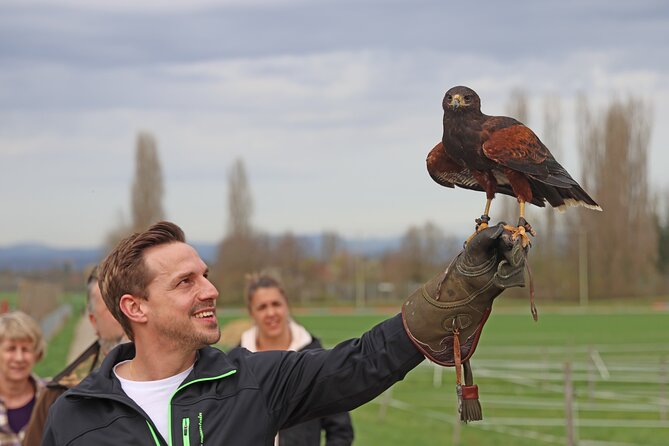 1 Hour Falconry/Hawk Experience in Basel Region - Suitable for Most Travelers