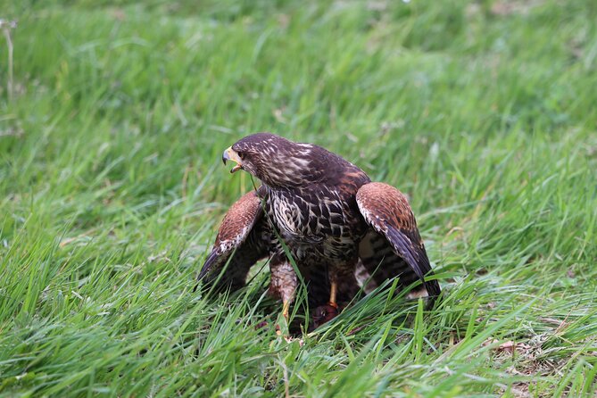 1 Hour Falconry/Hawk Experience in Basel Region - Additional Information and Traveler Limit