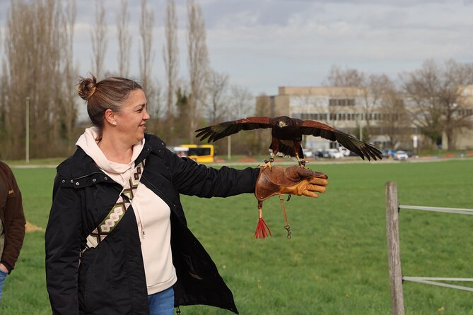 1 Hour Falconry/Hawk Experience in Basel Region - Operated by Falknerei Basel