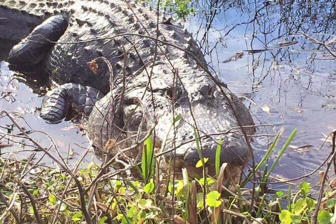 1 Hour Florida Everglades Wildlife Tour - Good To Know
