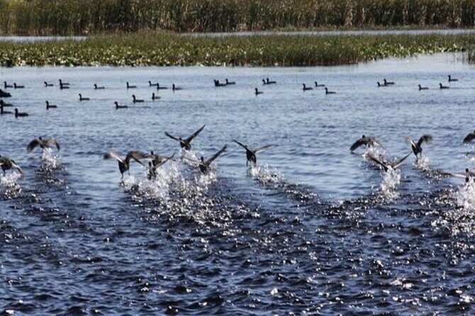 1 Hour Florida Everglades Wildlife Tour - How the Tour Runs